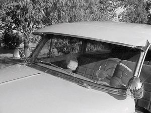 1953-1954 2 or 4 Door Sedan Windshield